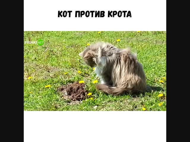 Кот унизил крота .