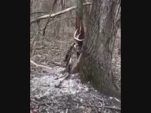 Останки застрявшего оленя в дереве
