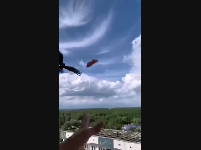Ястреб демонстрирует эффектную ловлю куска мяса в полёте