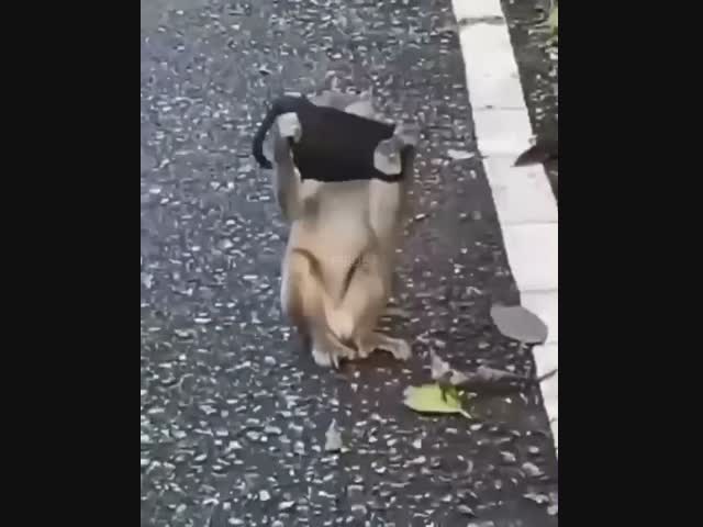 Теперь можно и в магазин