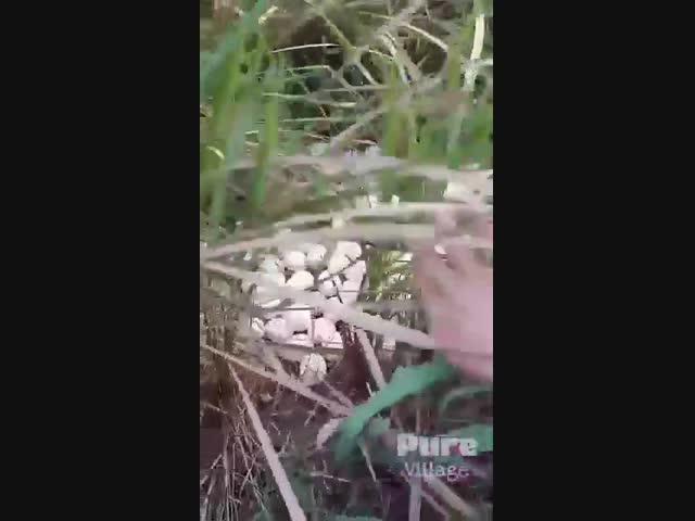 Такая удивительная куриная ферма