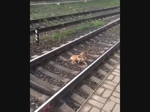 Собаке перебило ногу поездом