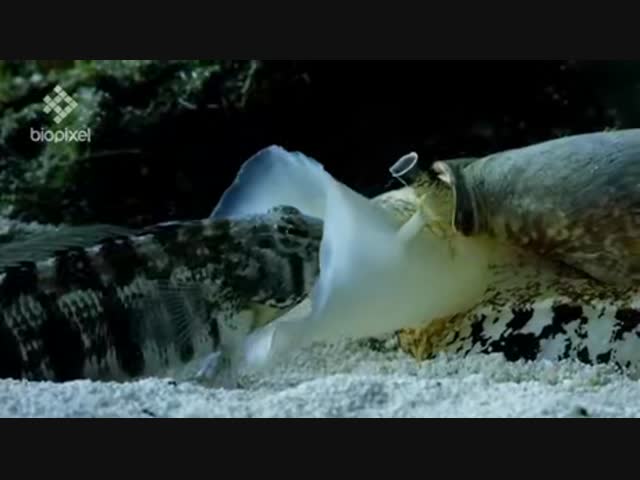 Моллюск  против рыбы