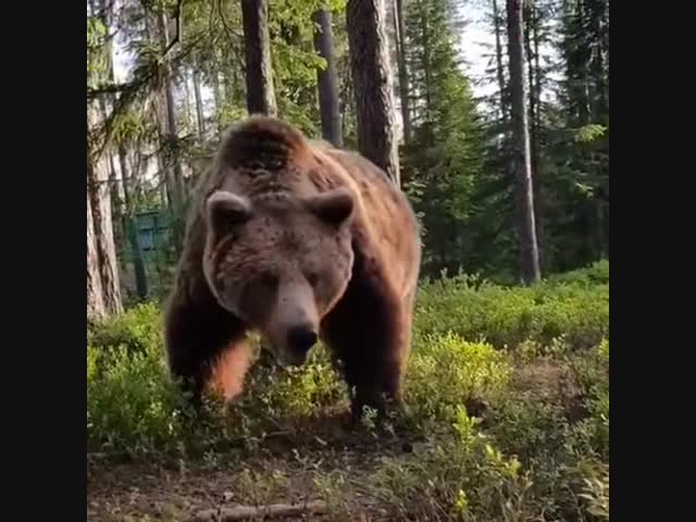 Мишка разбудил туриста в палатке