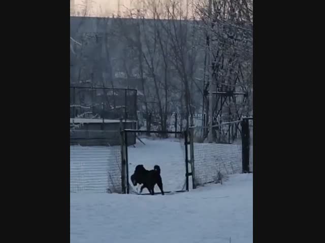 В Красноярске школьникам пришлось бегать за собакой, которая украла рюкзак у одного из детей