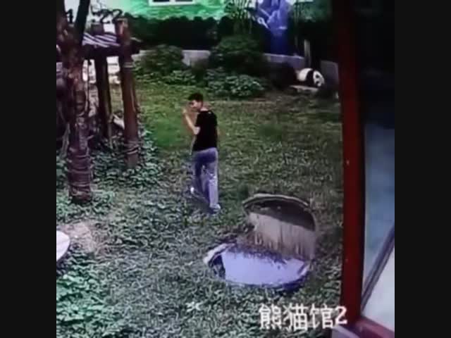 Однажды в загон к пандам забрался неизвестный