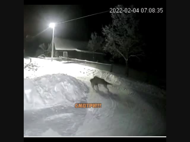 Беспризорный пес стал добычей волка в Кировском районе Ленинградской области