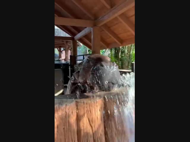 Трёххмесячный бегемотик