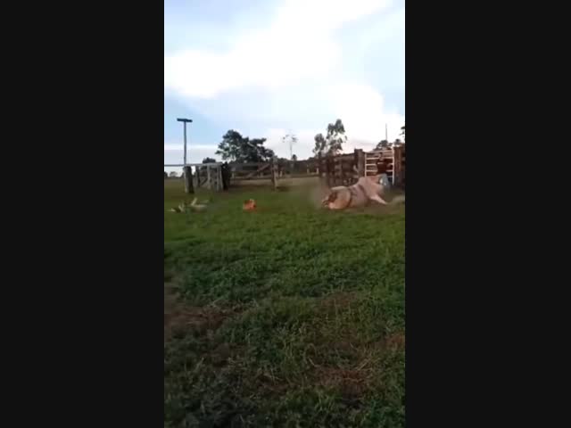 Быстро разобрался с наездником