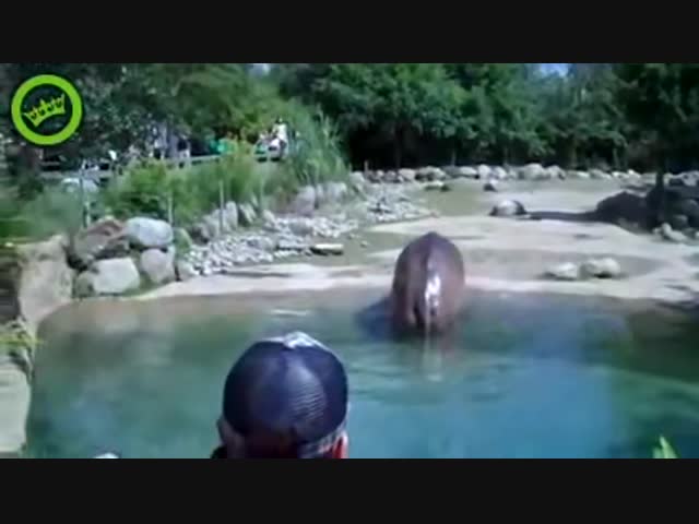 Международный день бегемота