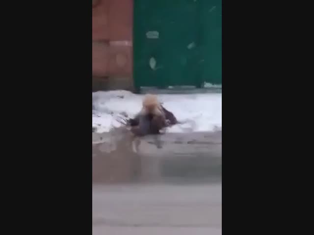 Бездомные псы в Астрахани начали менять тактику