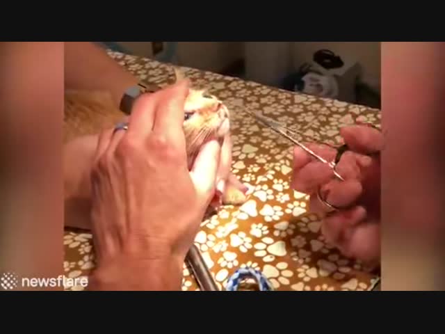 У котенка из ноздри извлекли гиганткого паразита