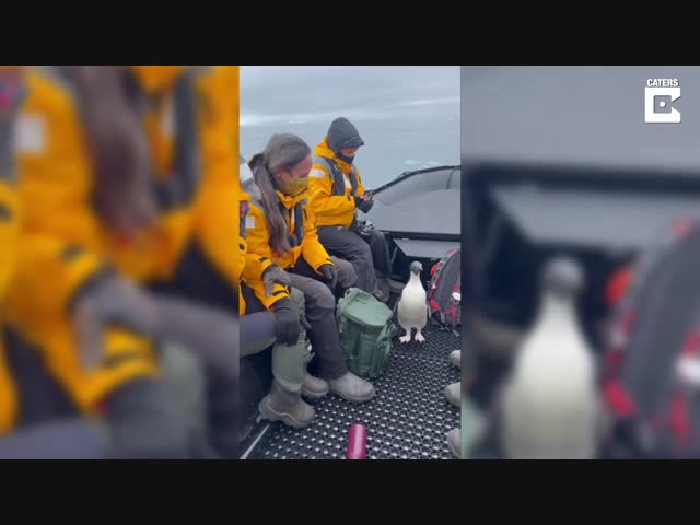 Пингвин сам запрыгнул в лодку к туристам: он спасался от морского леопарда