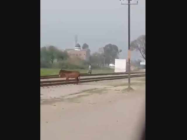Поезд против осла