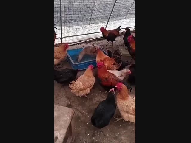 Жёсткий собачий бой