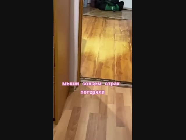 Мышиный дрифт