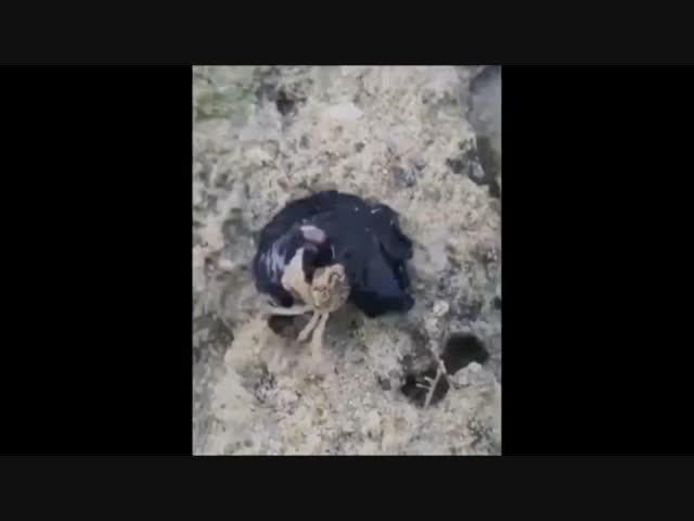 Серая слизь напала на краба