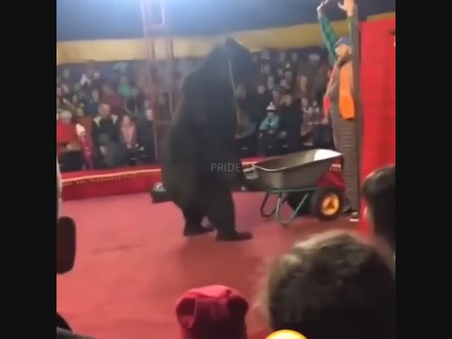 Нападение огромного медведя на дрессировщика