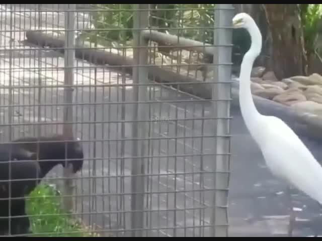 Любопытство сильнее страха