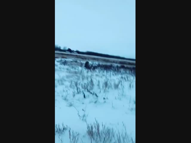 Разборка оленя с зайцем