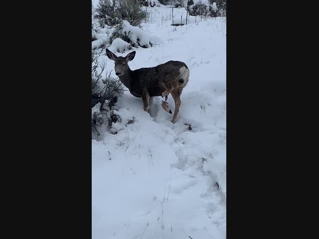 Последствия капкана