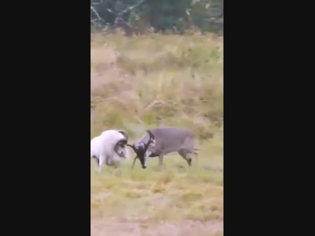 Олень и баран