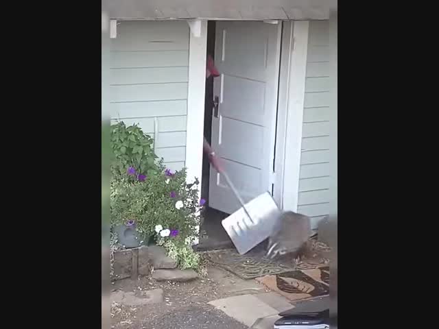 Наглый барсук