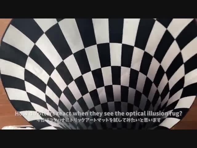 Могут ли выдры видеть оптические иллюзии?