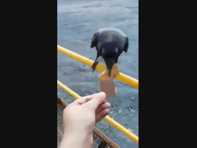 Хозяйственная ворона