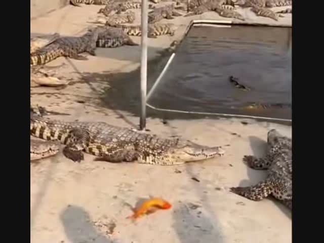 Не дали поесть