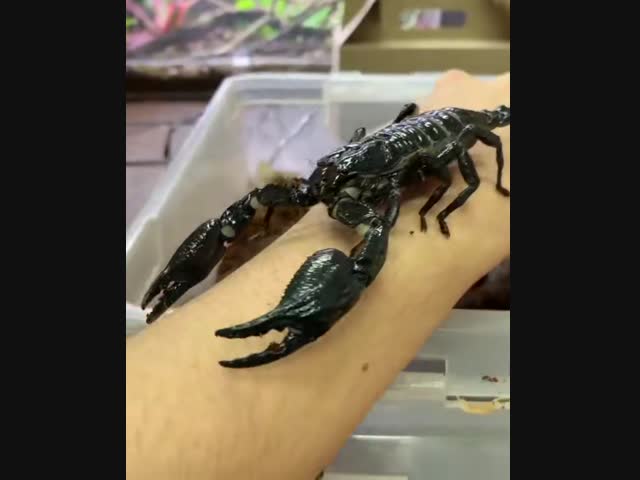 Гигантский лесной скорпион из Малайзии