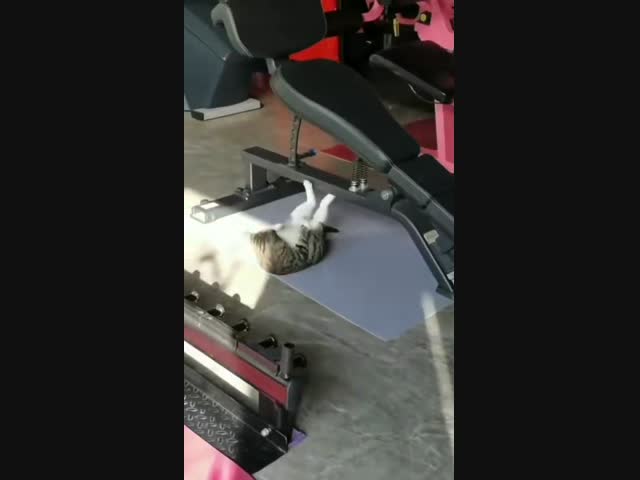 Кот, который любит фитнес