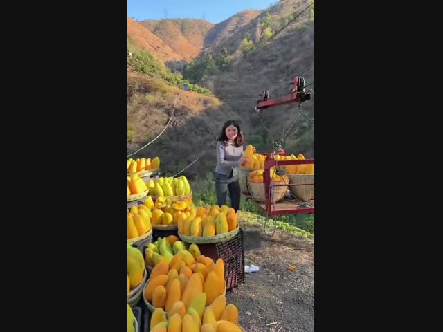 Уникальное манго из Тайланда