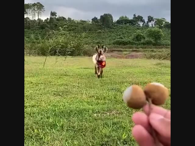 Коза и её приёмыш