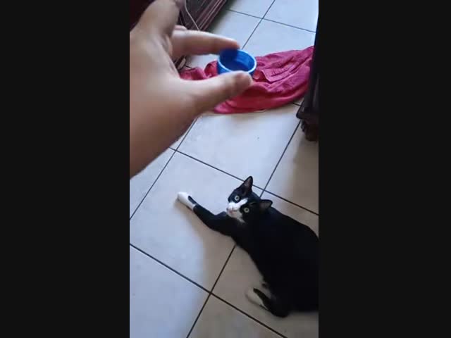 Глуповатый кот