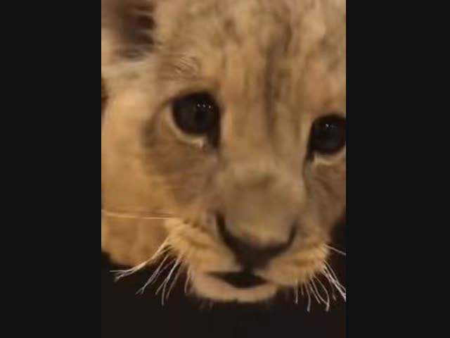 Страшный рык царя зверей