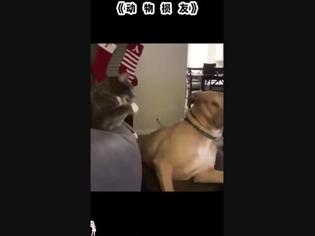 Эти смешные животные