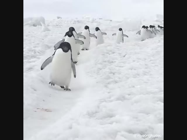 Пингвины спешат по делам