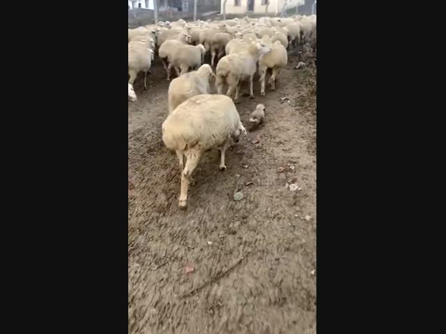 Обучение будущей пастушьей собаки