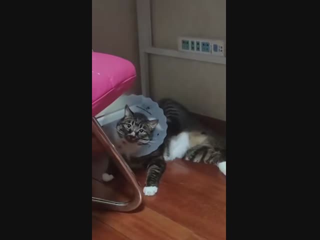 Скоростной кот