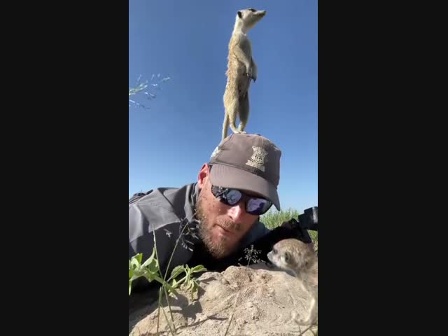 Сурикаты и фотограф