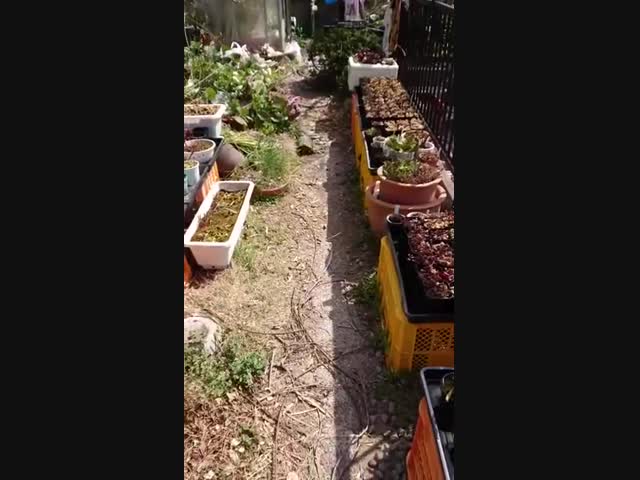 - Убирайся, человек! Это моя территория!