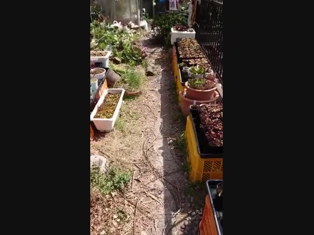 Черепаха прогоняет человека