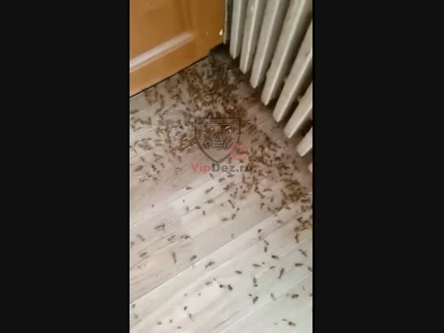 Кучи дохлых тараканов после обработки