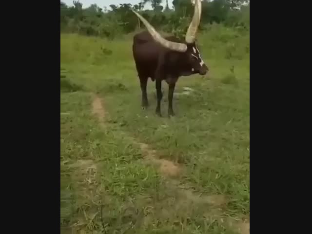Найден бык с тремя рогами