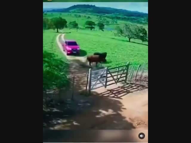 Случай на ферме