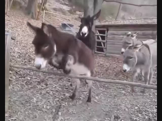 Умный ослик