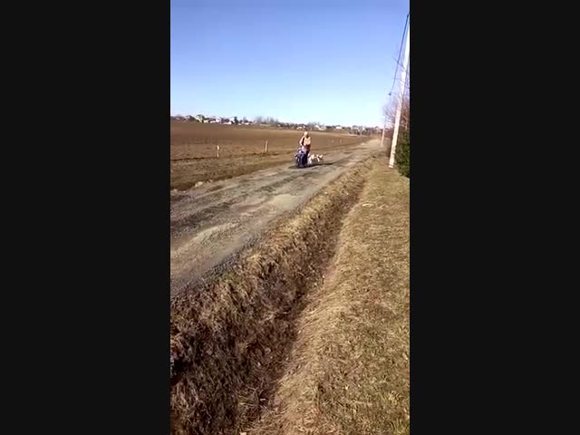 Ручные козлики в Подмосковье