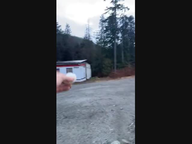 Кормления белоголового орла