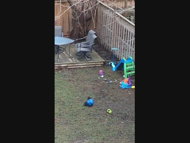 Белочка играет с мячиком